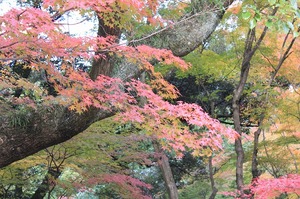 上賀茂手づくり市終了　京都　手づくり市　革製品　紅葉